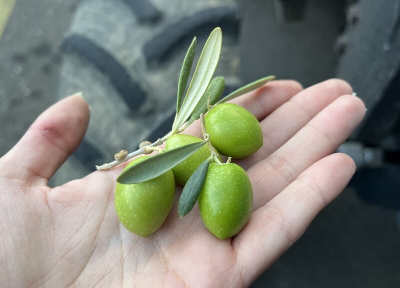 1ok 6 botellas / 3 botellas FILTRADAS y 3 botellas SIN FILTRAR | ENVÍO GRATIS