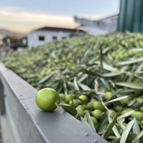 Aceite de oliva virgen extra SIN FILTRAR